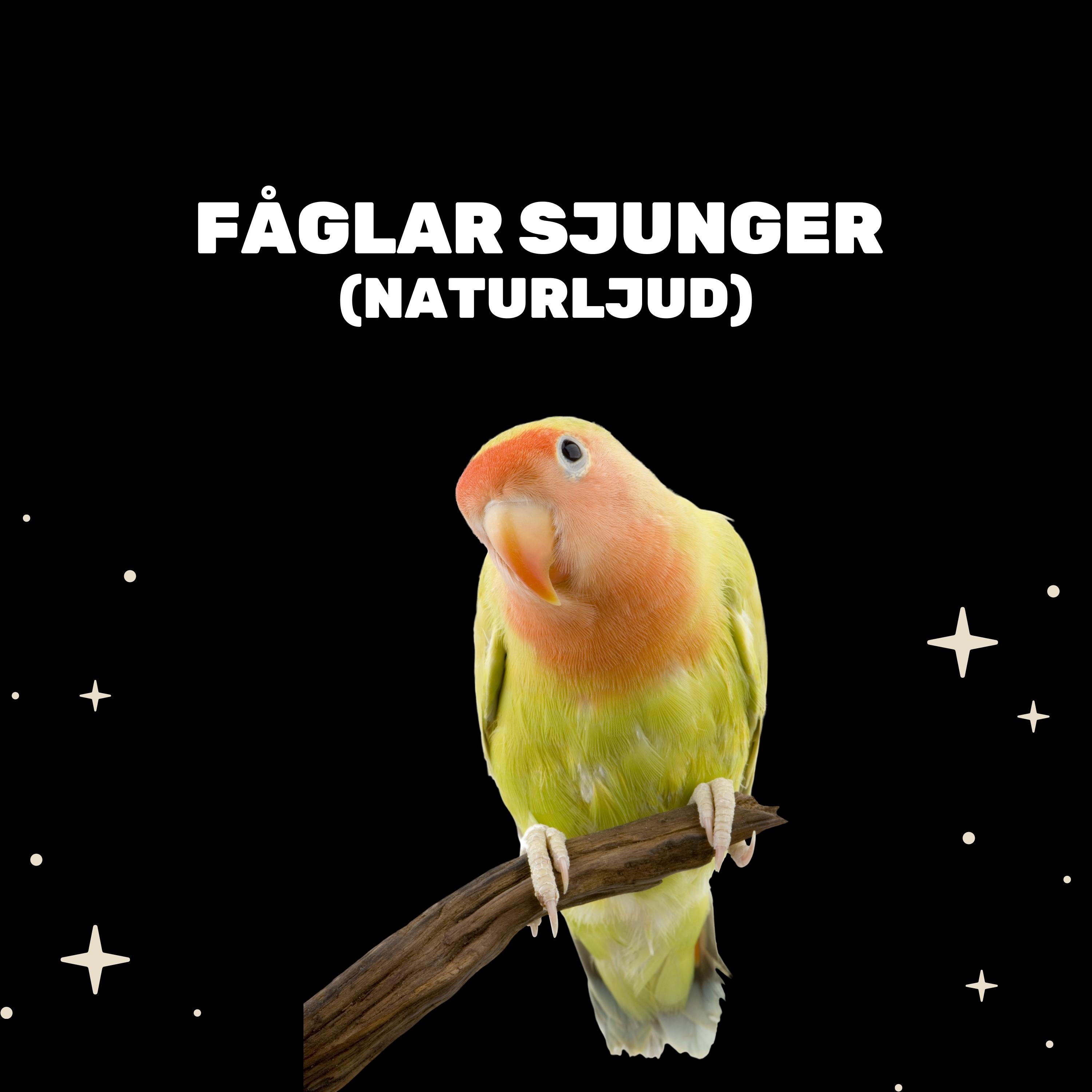 Skog Sommar Fågel Ljud (Vitt Buller)