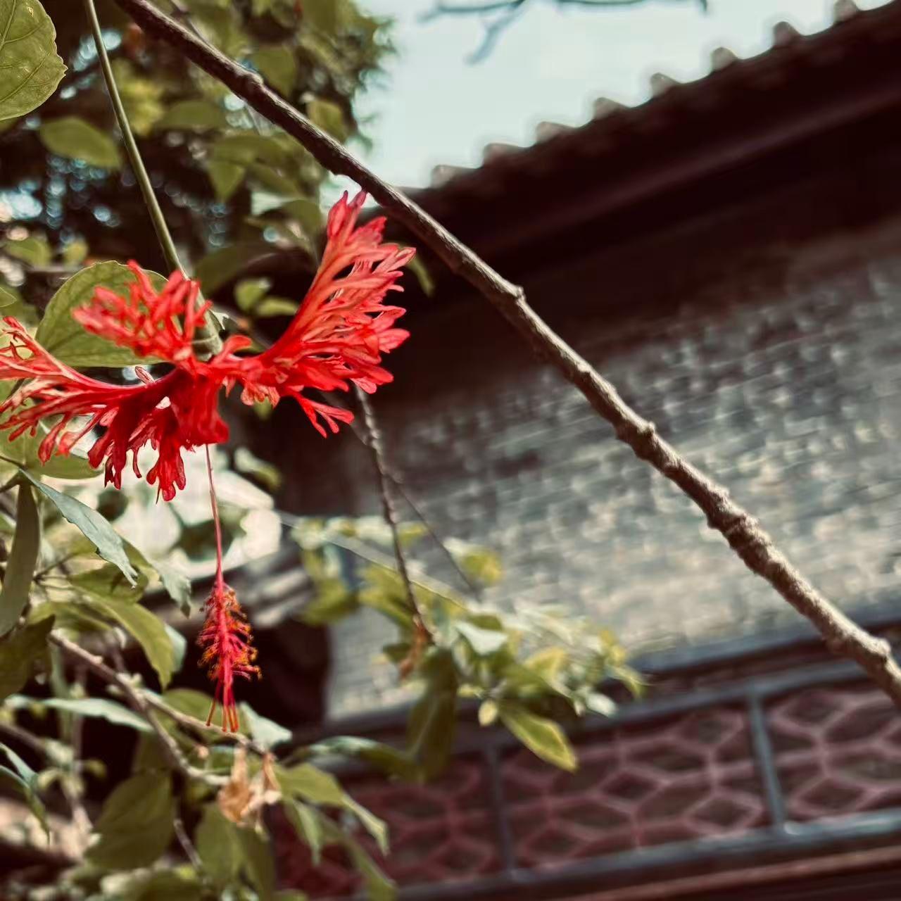 曾有柳（Cover 小时姑娘）