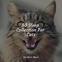 50 Sleep Collection For Cats