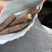 Backwood Everyday