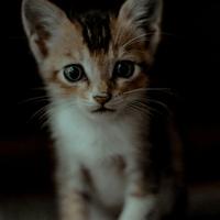 大团子不啦啦资料,大团子不啦啦最新歌曲,大团子不啦啦MV视频,大团子不啦啦音乐专辑,大团子不啦啦好听的歌