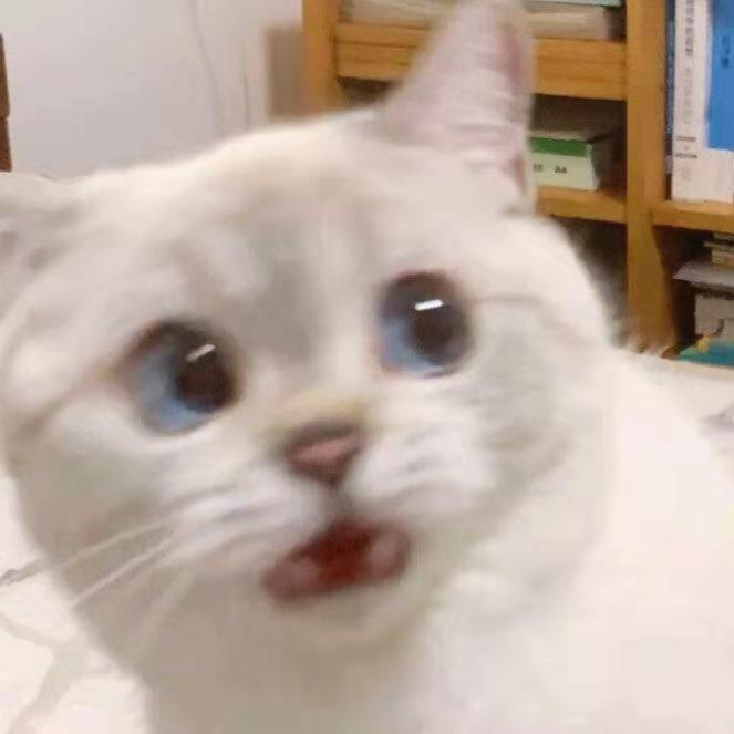 董小姐live封面