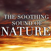 The Soothing Sound of Nature