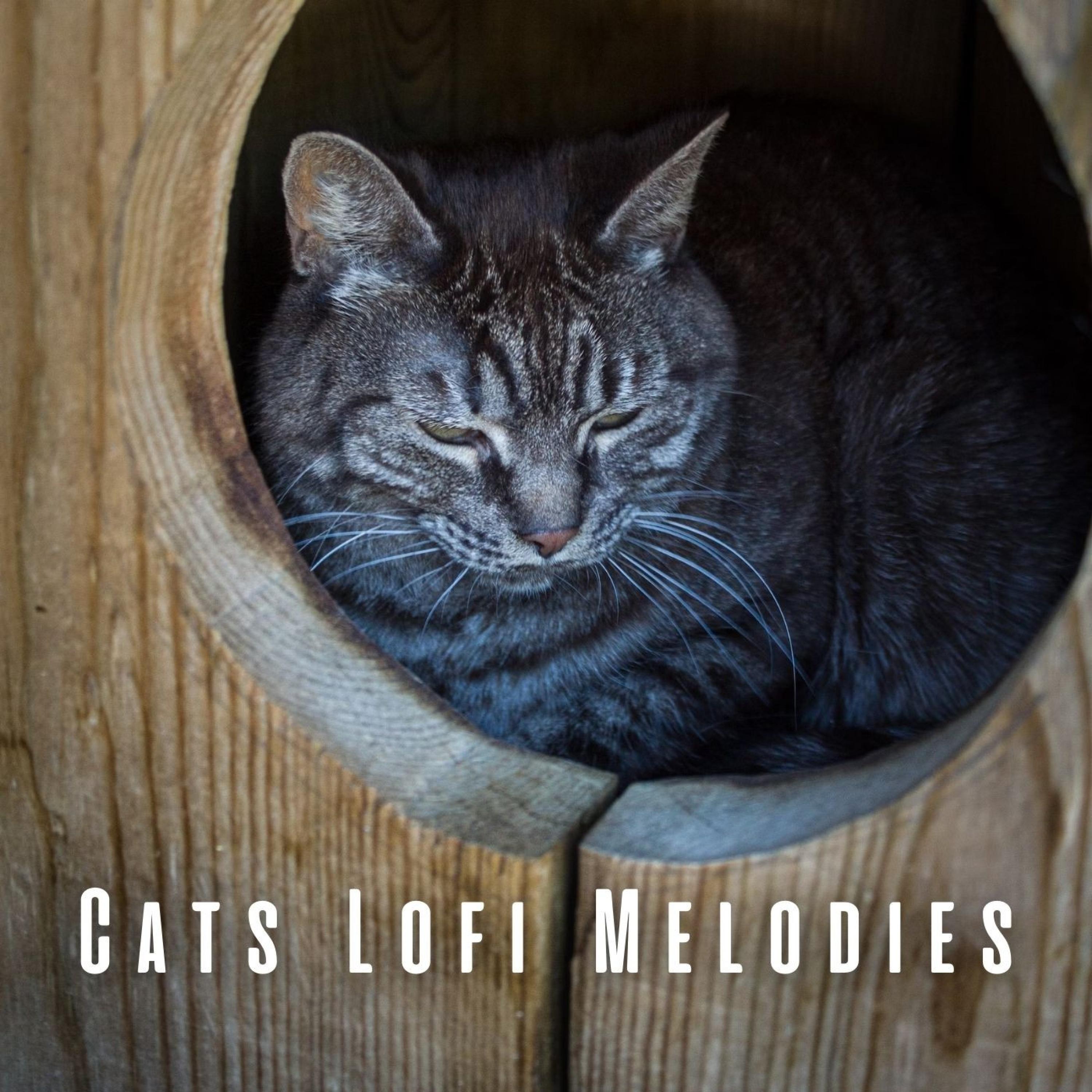 Lofi Tranquil Kitty Dreams_The Lofi King_Cats Lofi Melodies: Ambient Sounds for Feline Bliss | 在线播放_Lofi Tranquil Kitty Dreams歌词_Lofi Tranquil Kitty Dreams下载 | 网易云音乐