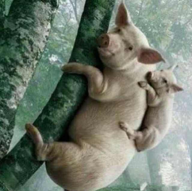 这都是被逼的666