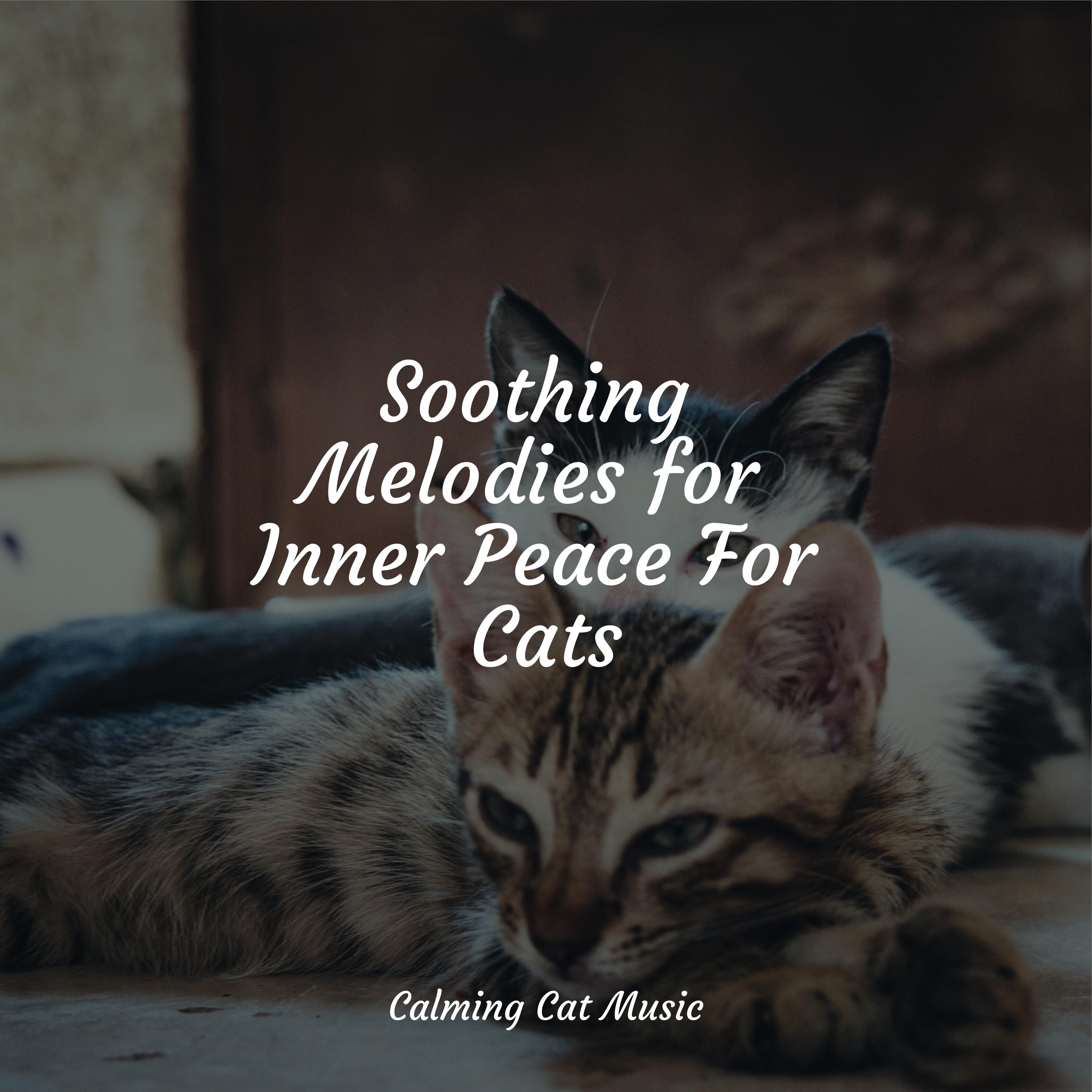 Massage Music Jazz Music Therapy for Cats/Music for Cats Project/Cat