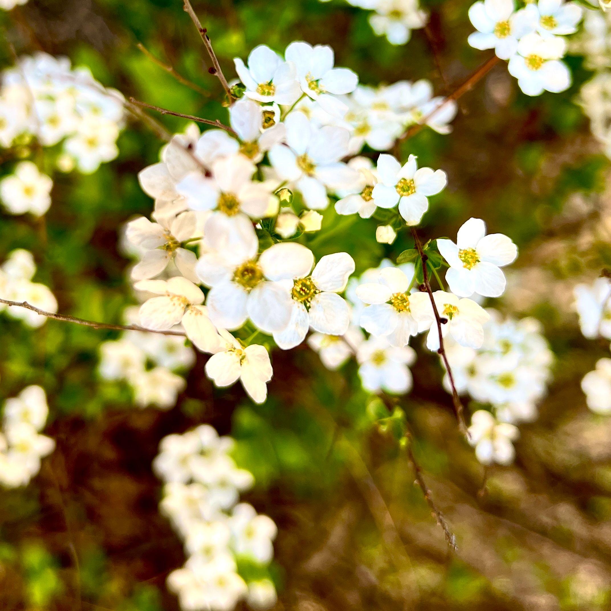 玫瑰花的葬礼(Vision of Le)