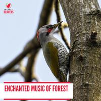 Enchanted Music of Forest