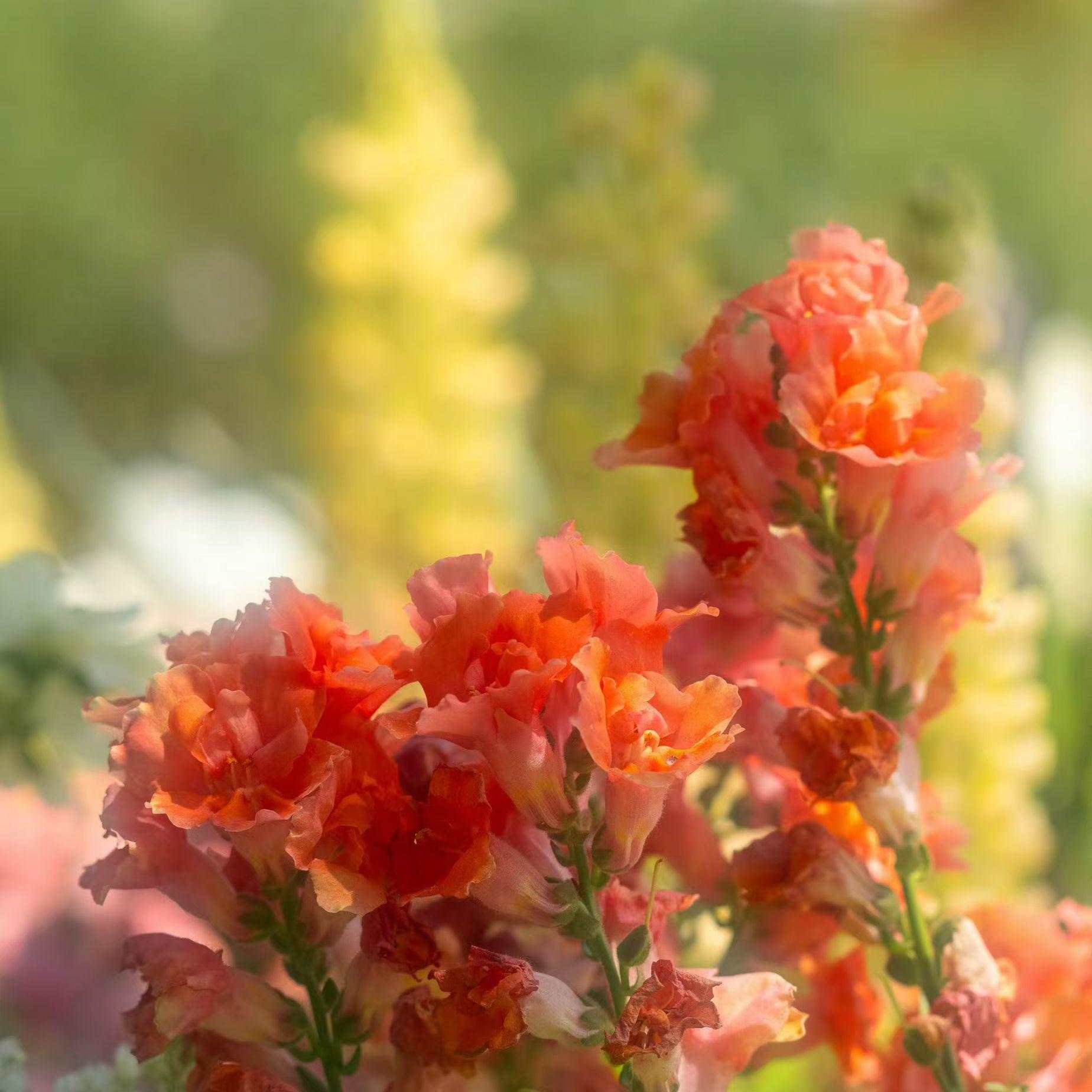 泪桥（Cover 蛋炒饭版）