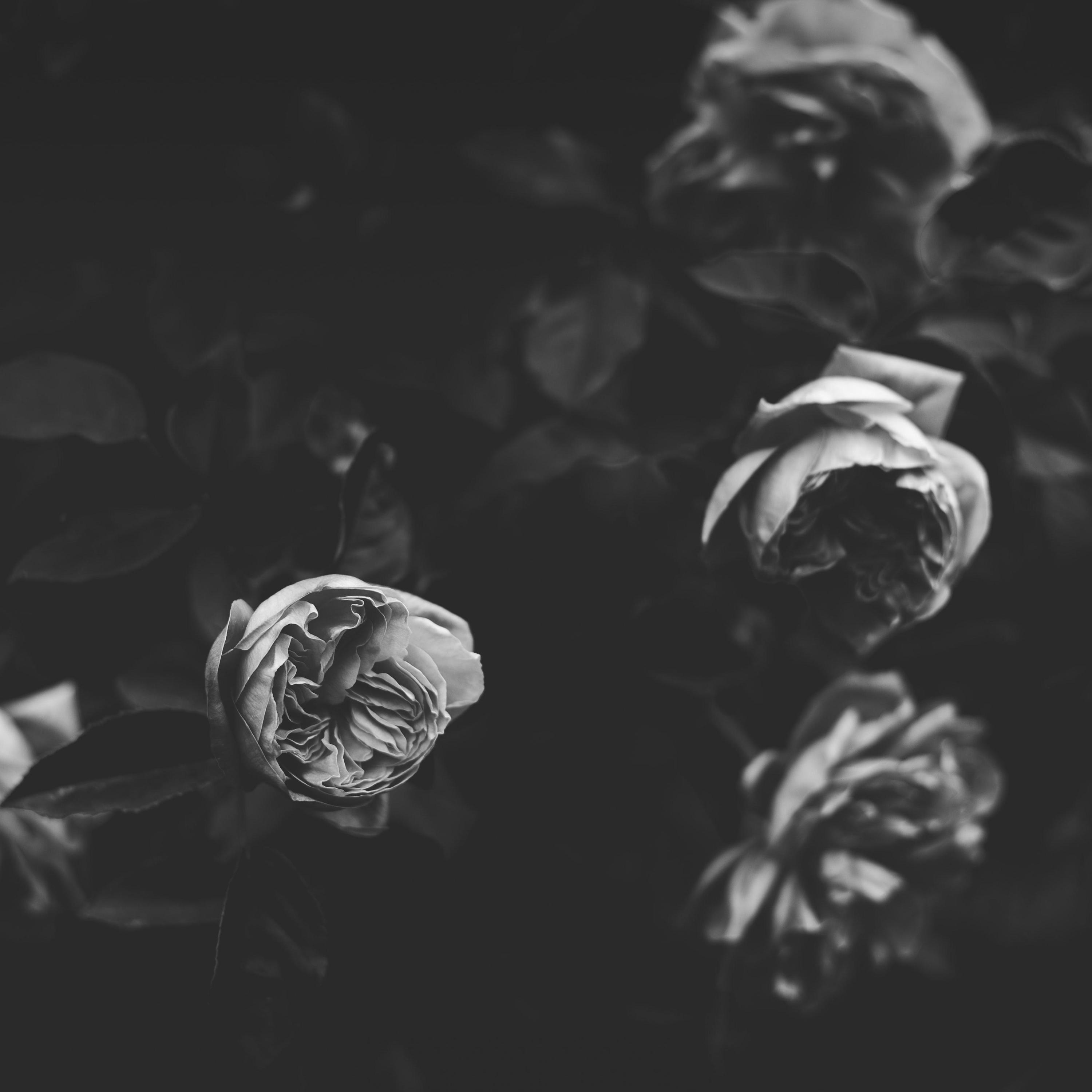 The Ham Flowers Have Veins