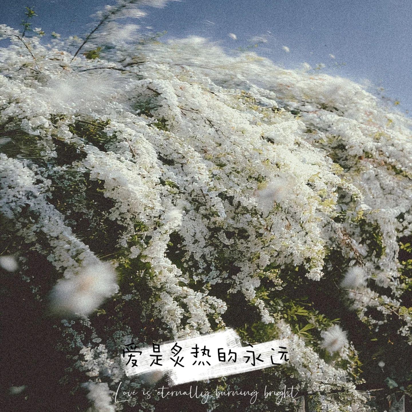 欢迎来到我的生活连续剧封面