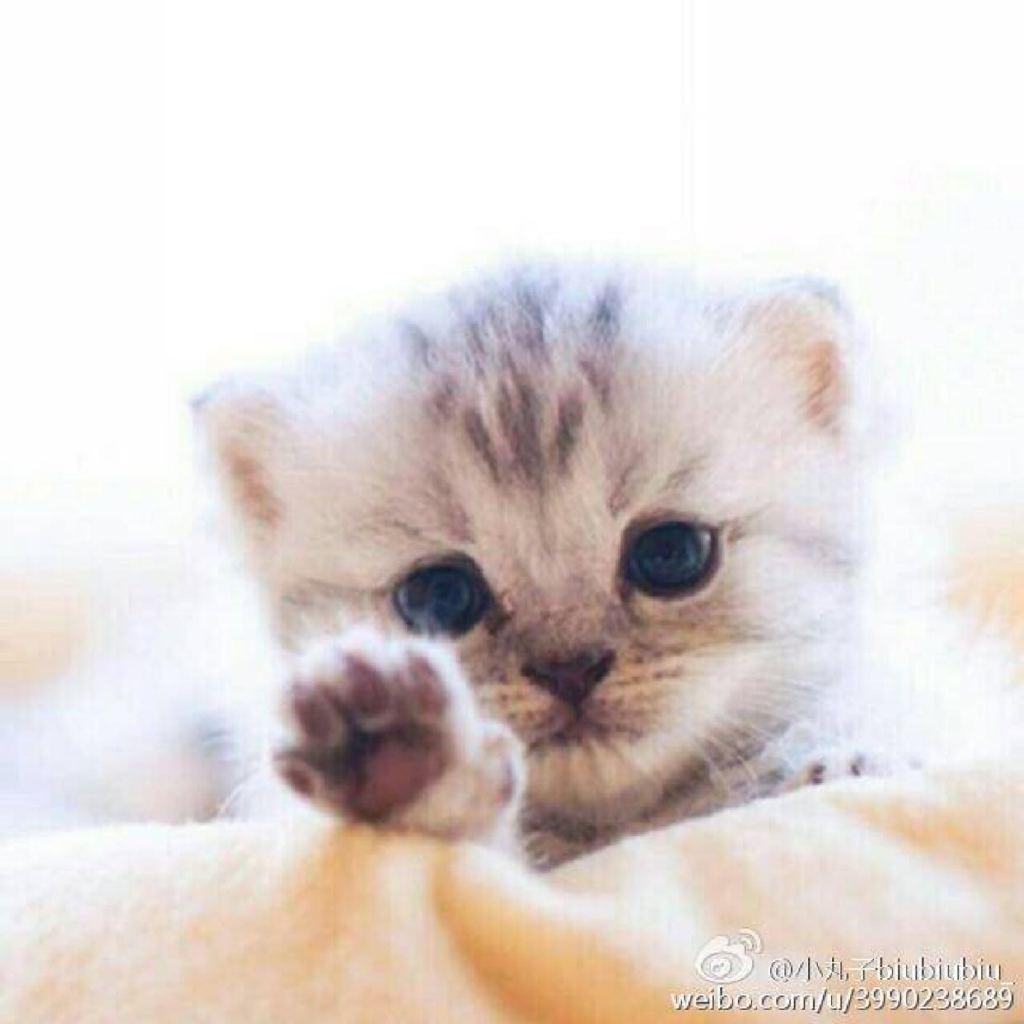 高冷逗比羊小本