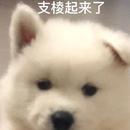 尹卿安