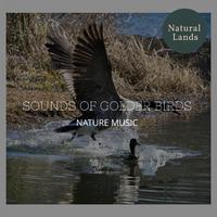 Sounds of Golder Birds - Nature Music