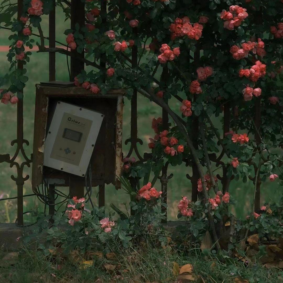 满街梧桐月明中