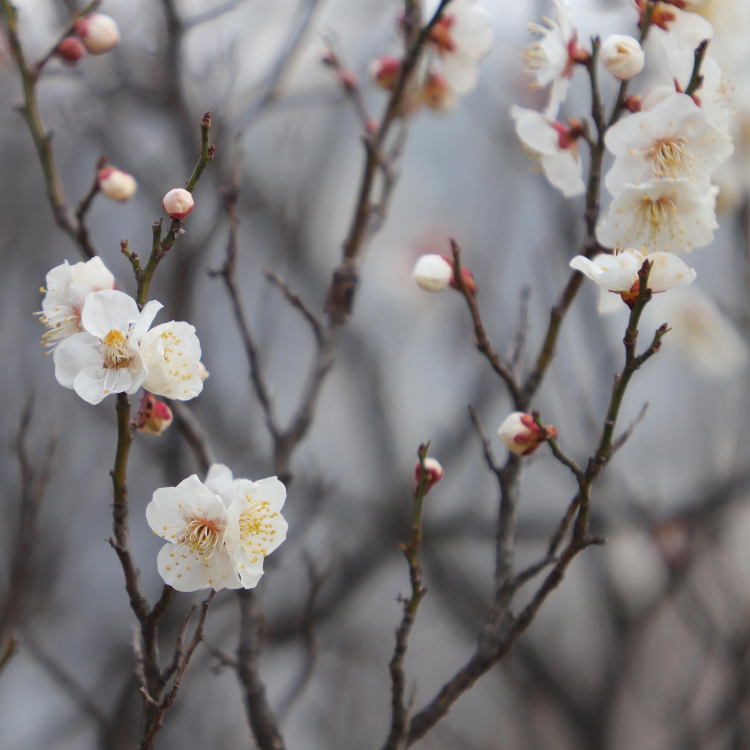 袅袅清音 (舒缓纯音乐)