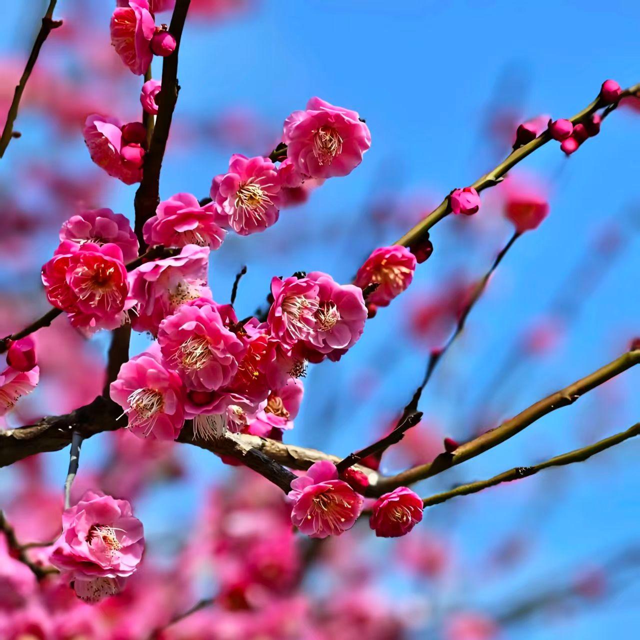 plum blossom