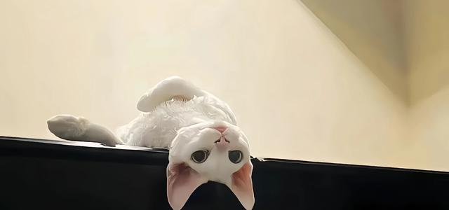 小咪咪头像