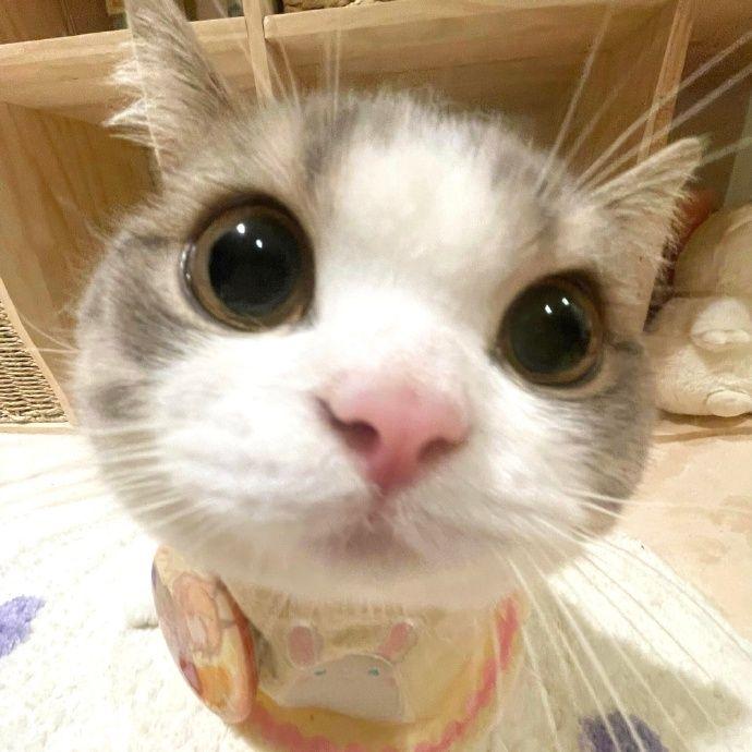 松风栖云封面
