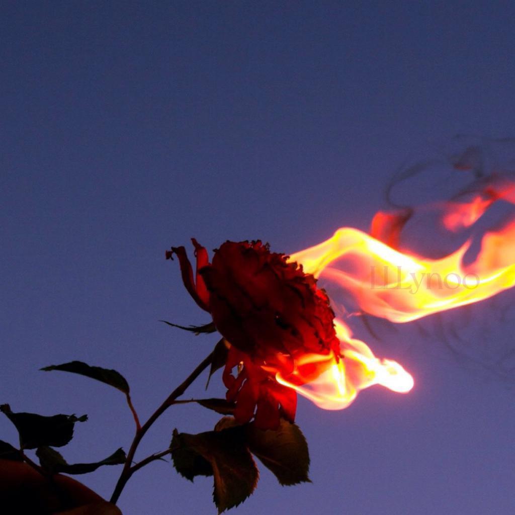 『Indie』浪漫 清醒 自由 沦陷