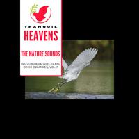 The Nature Sounds - Drizzling Rain, Insects and other Creatures, Vol. 7