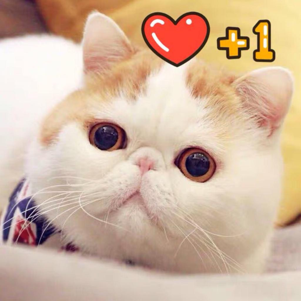 Cosmos「高级猫奴的觉悟给主子找歌」