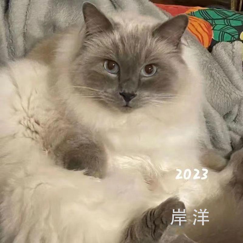 给还没出现的你封面