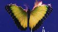 Love Is Like (Deluxe)专辑