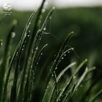 Soothing Ambient - Soundscape of the Rainforest's Flora and Fauna