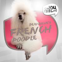 French Poodle