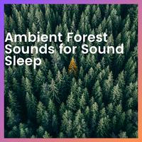 Ambient Forest Sounds for Sound Sleep