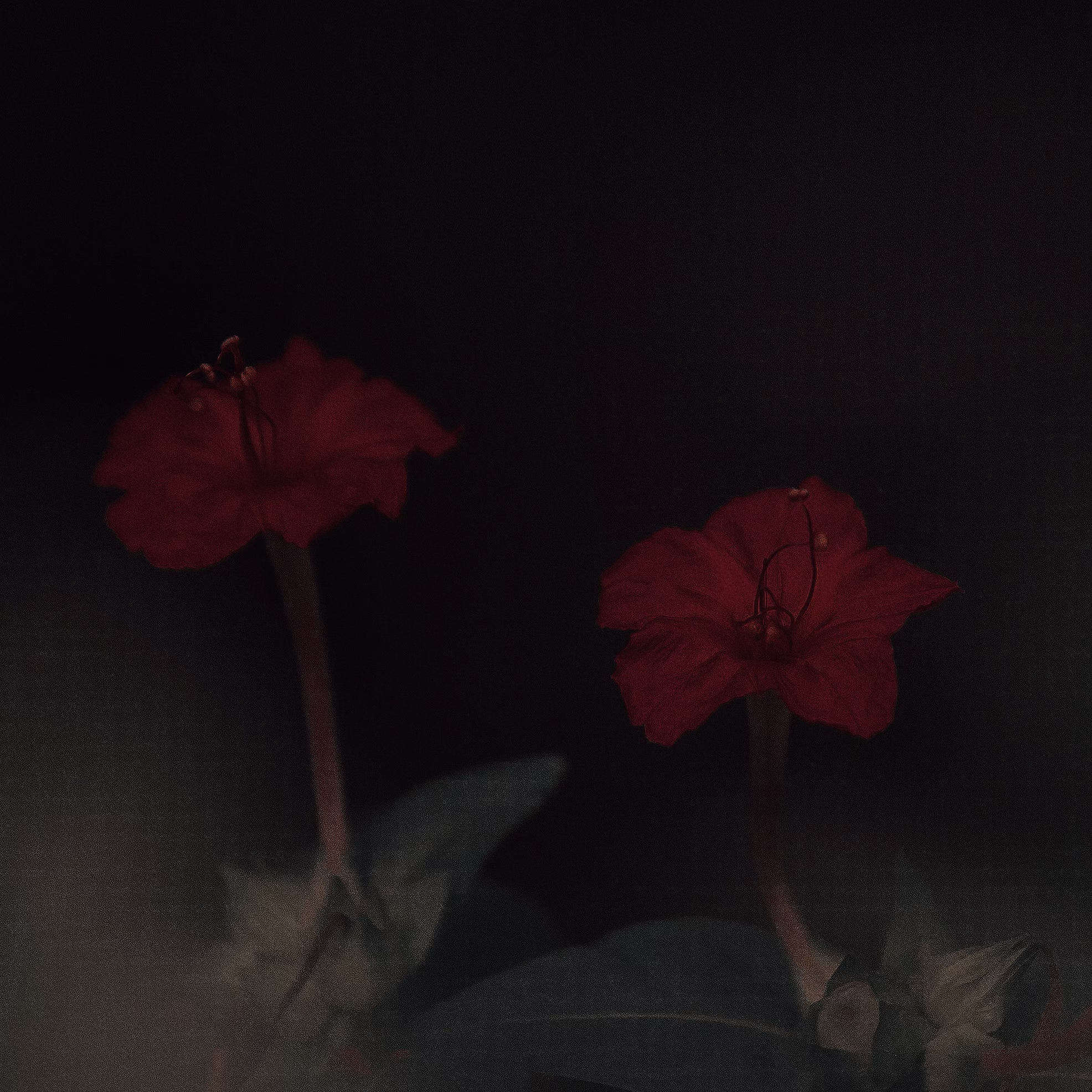 夜来香X stay with me