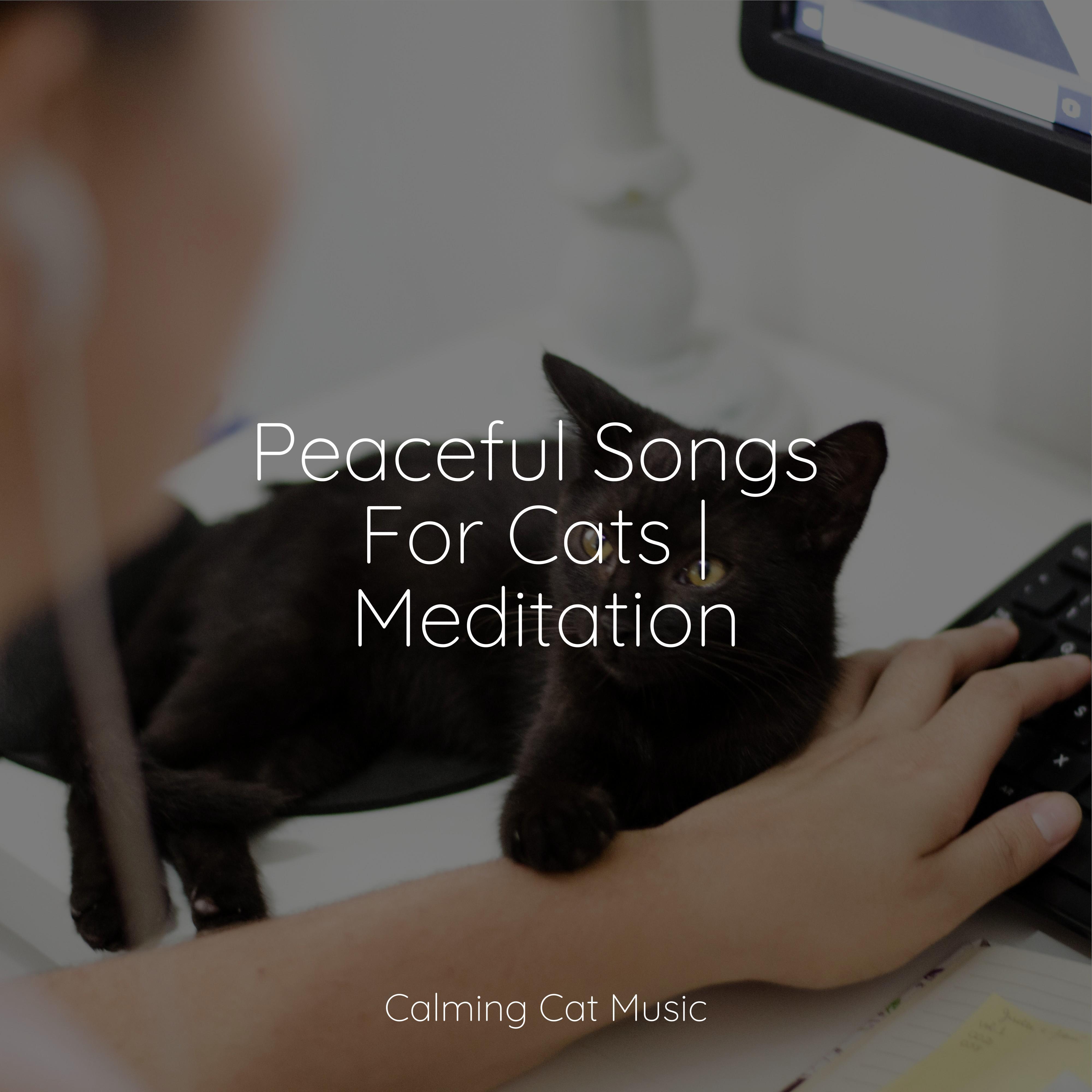 Ocean Air Music for Pets Library/Pet Care Club/Music for Cats TA 单曲 网易云音乐
