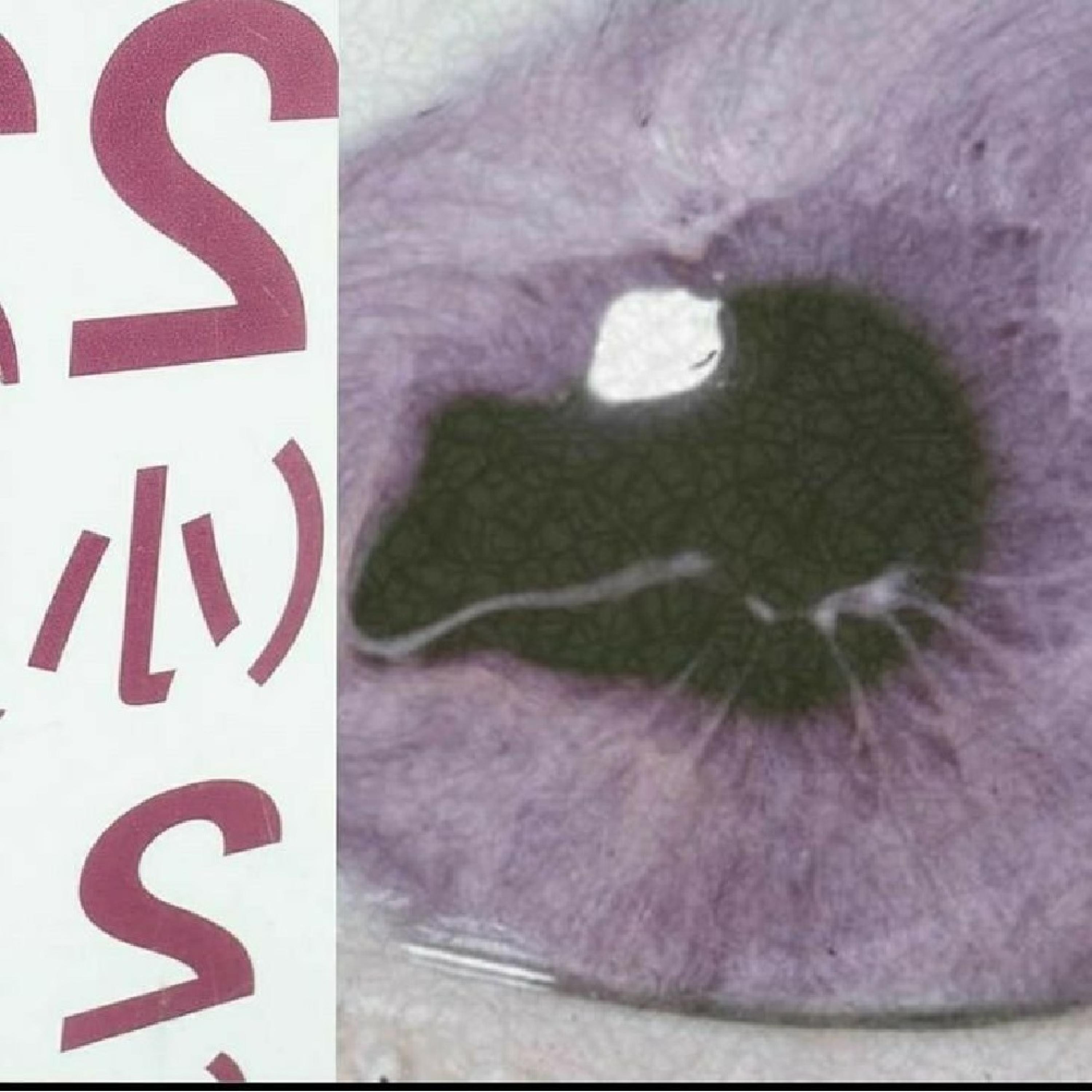 Salvame (feat. kditrash & sadazidk)