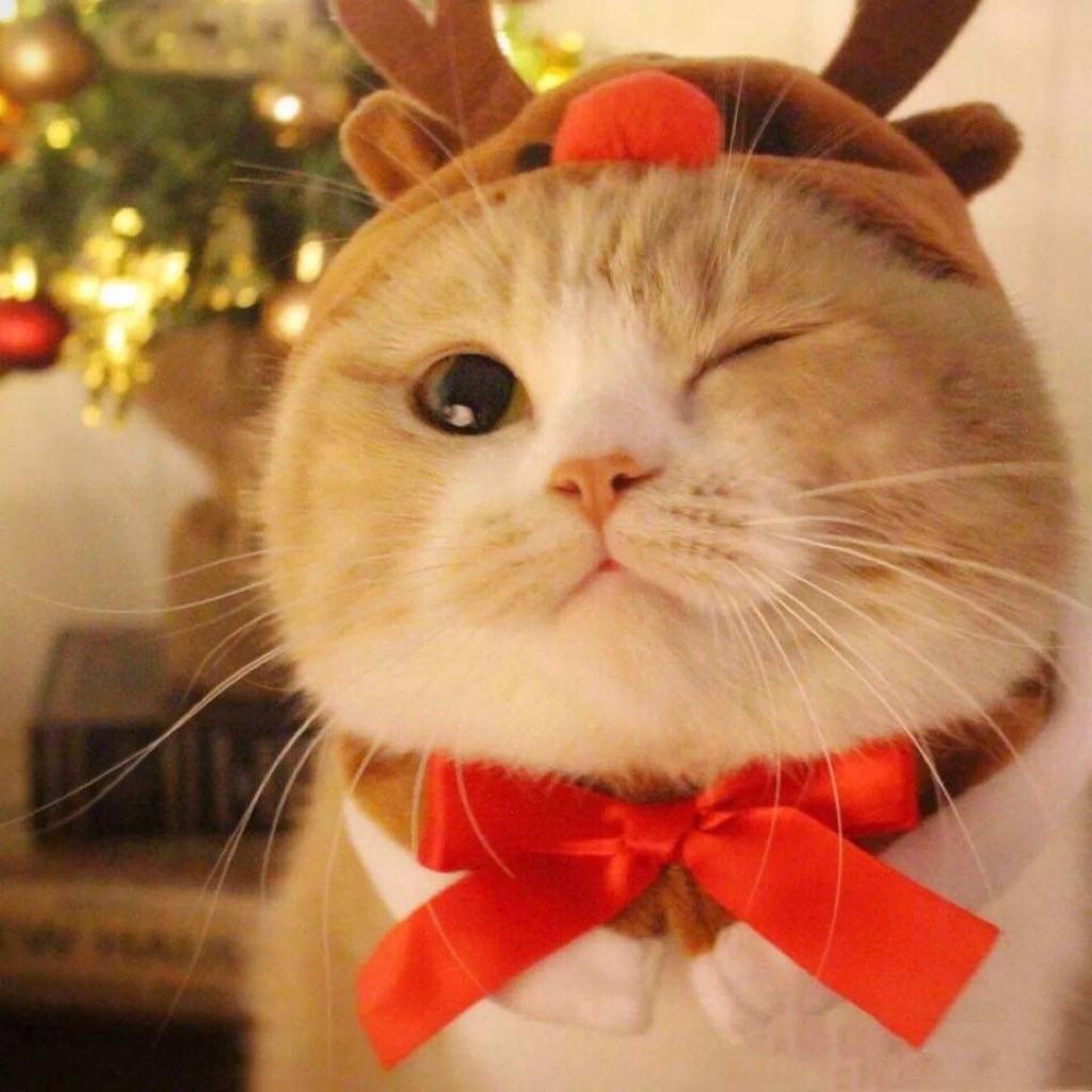 生活很苦 来点甜吧