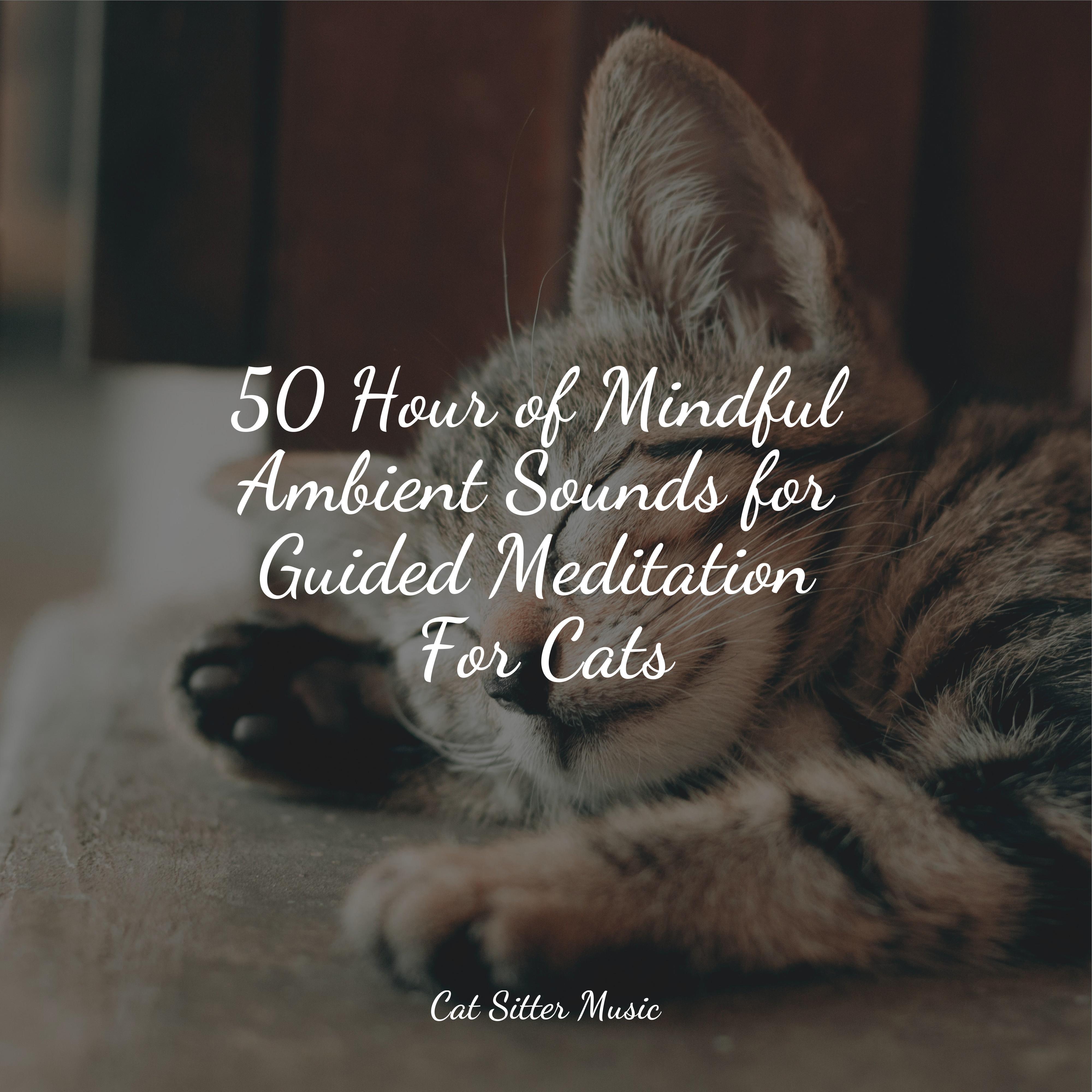 50 Hour of Mindful Ambient Sounds for Guided Meditation For Cats