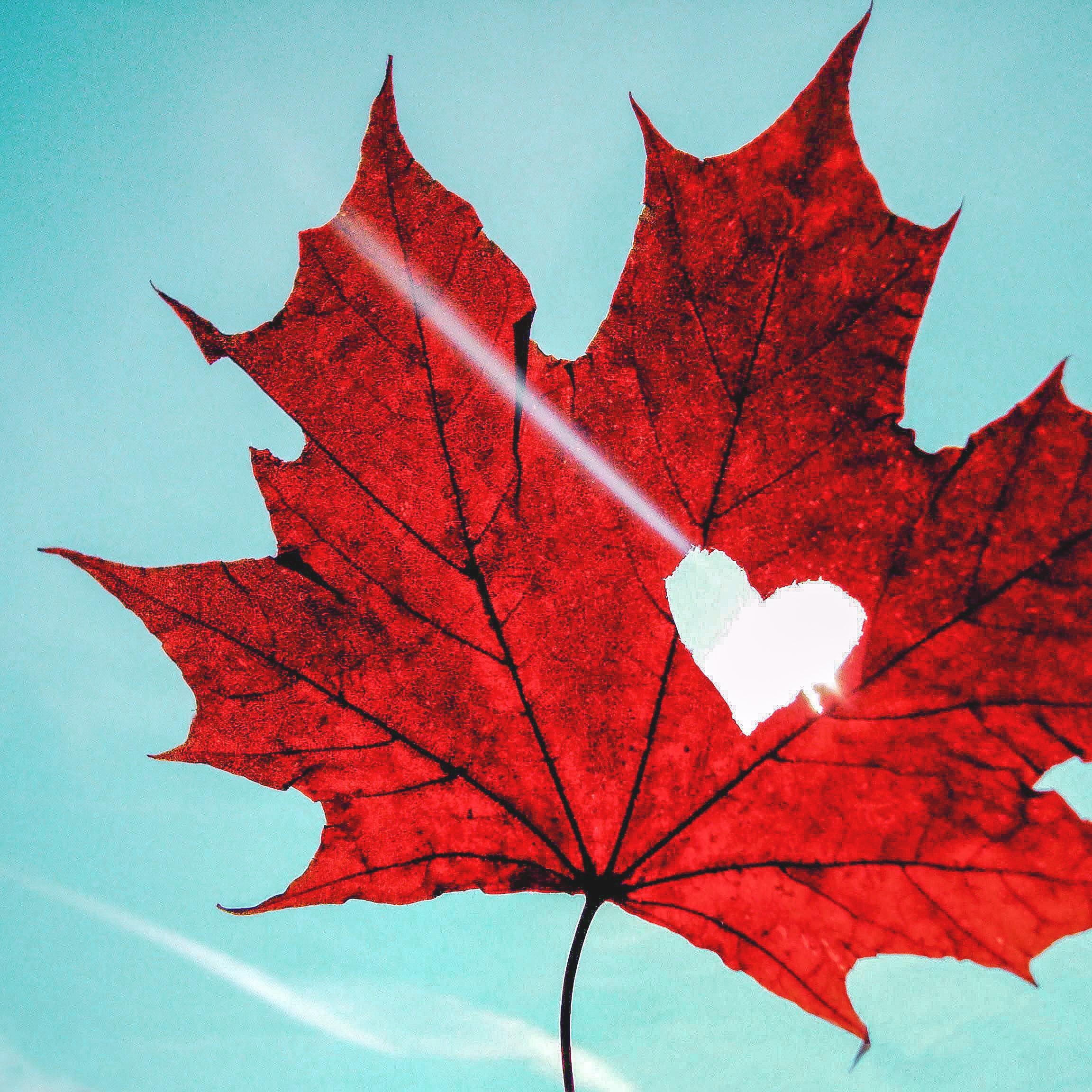 以前看见过一款在手机主界面上播放视频的视频播发器_放碟片的播放丨器_枫叶播放器 未能