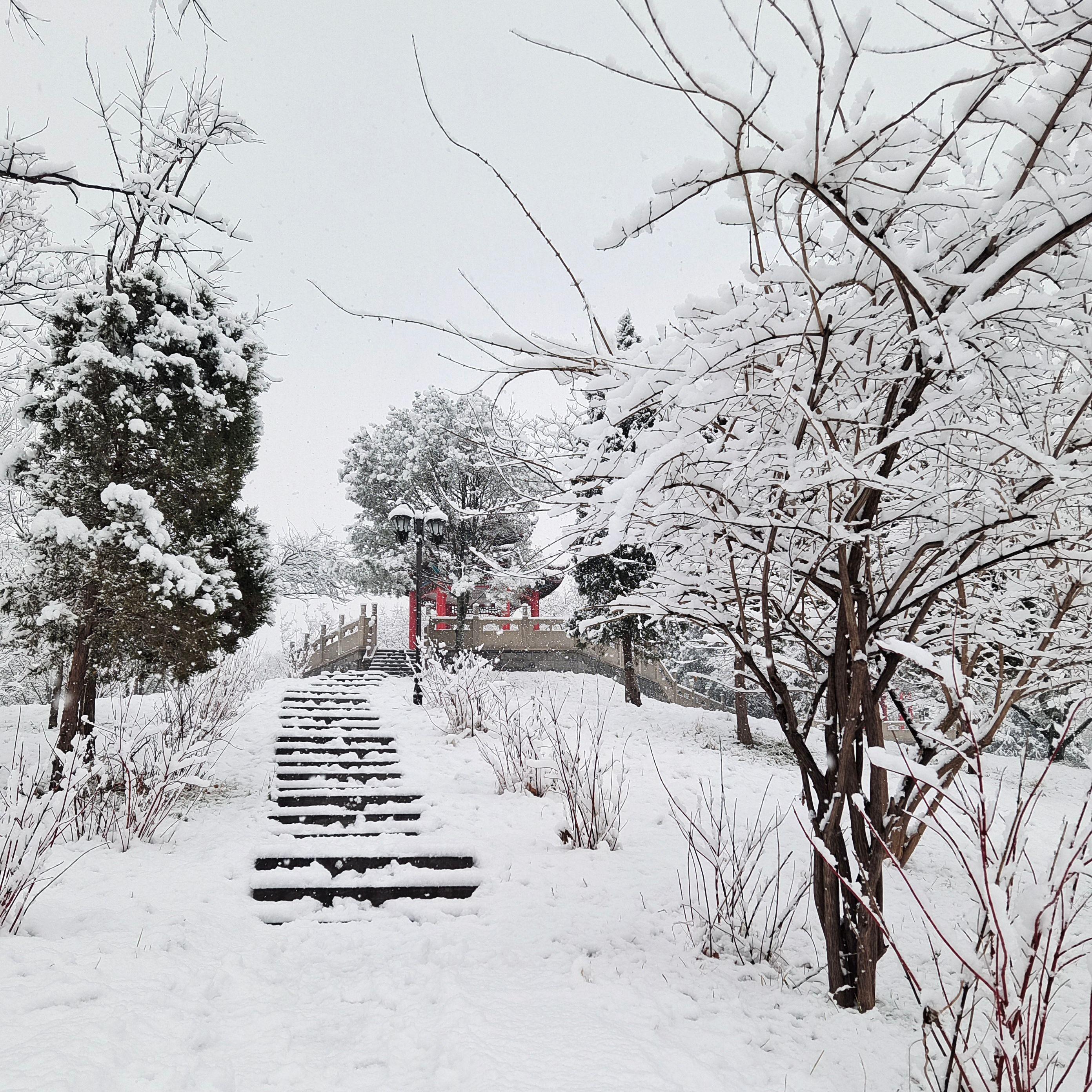 听雪封面