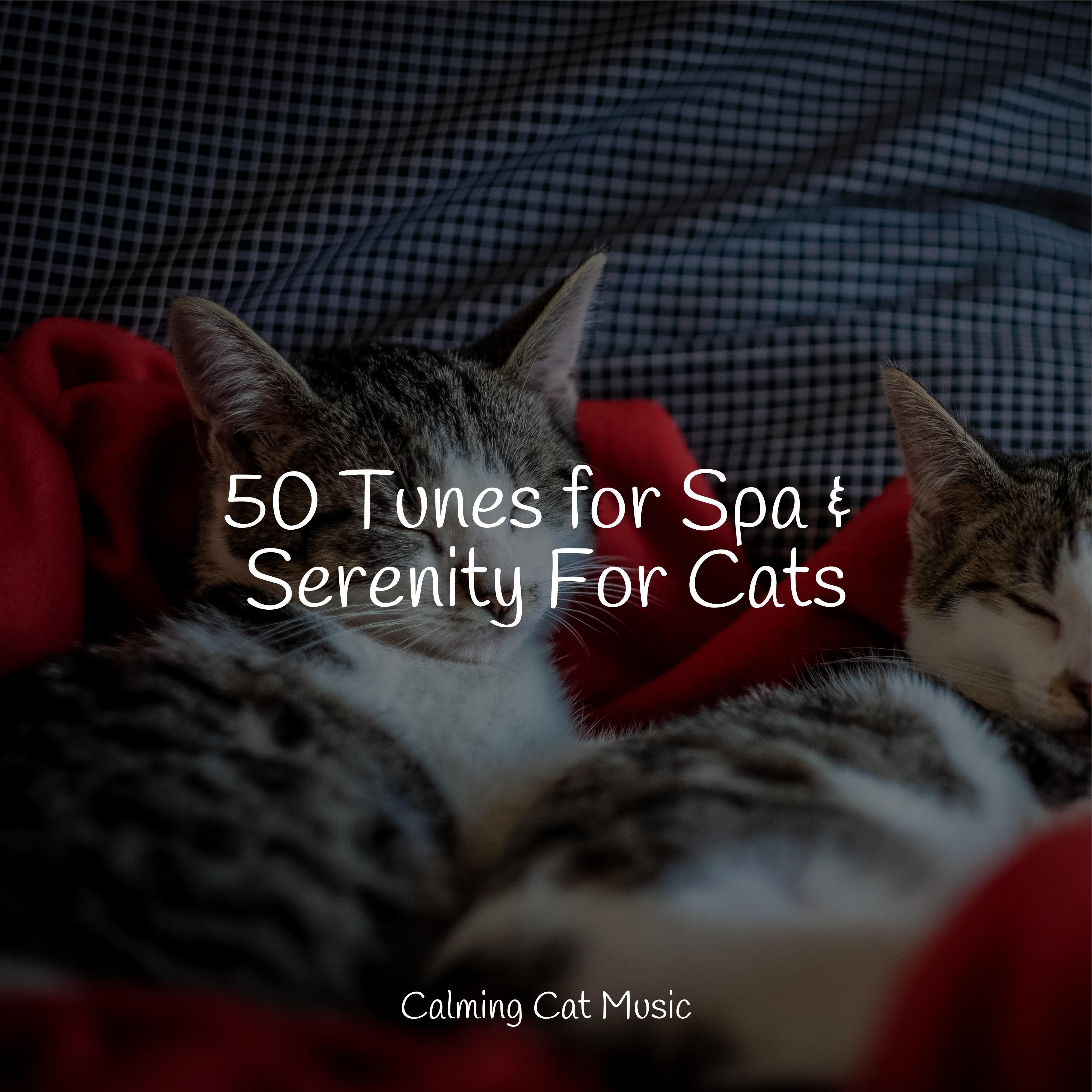 By the Campfire Music For Cats/Cat Music Experience/Cats Music Zone