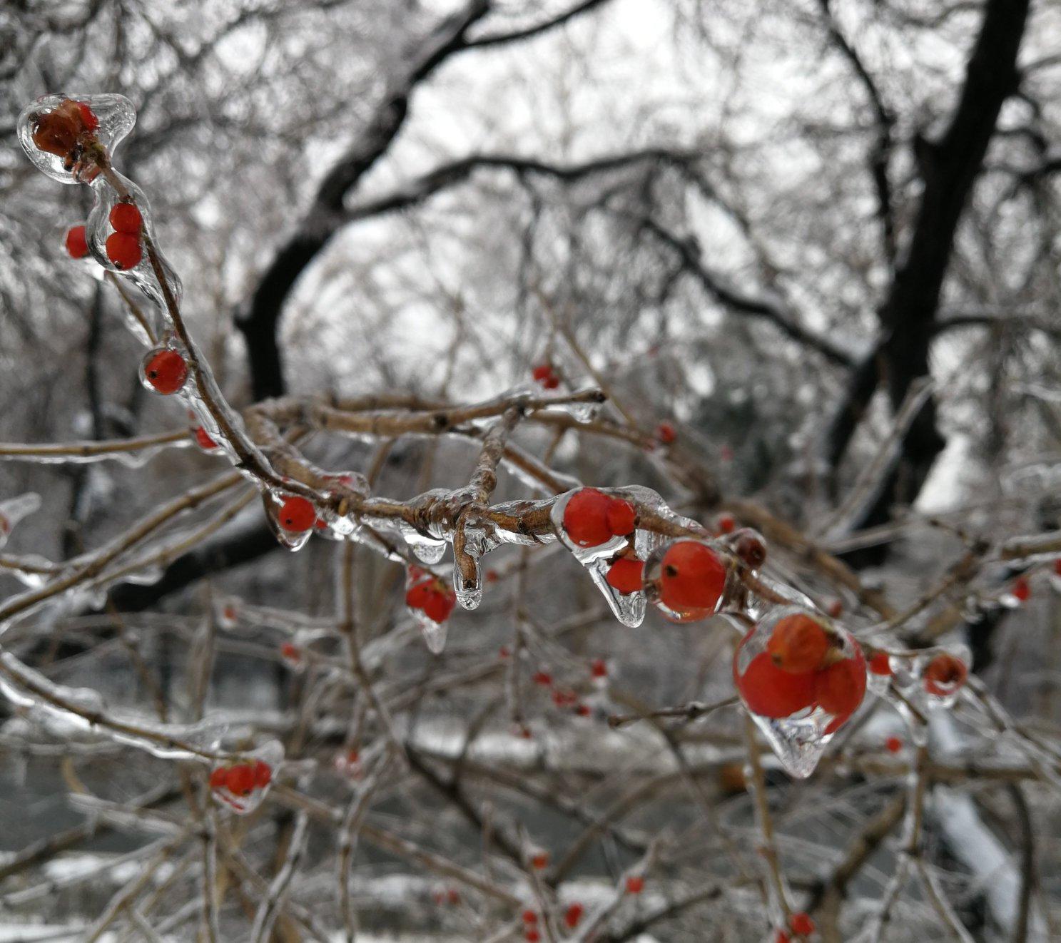 雪叶子