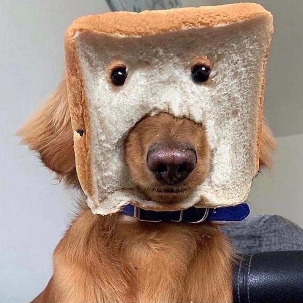 游来游去的哈哈哈