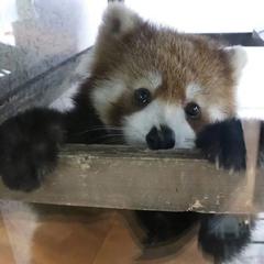 表弟