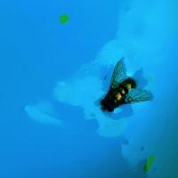 Dissonant Dessert - Bbmaj7 (whole/hole-stole14)