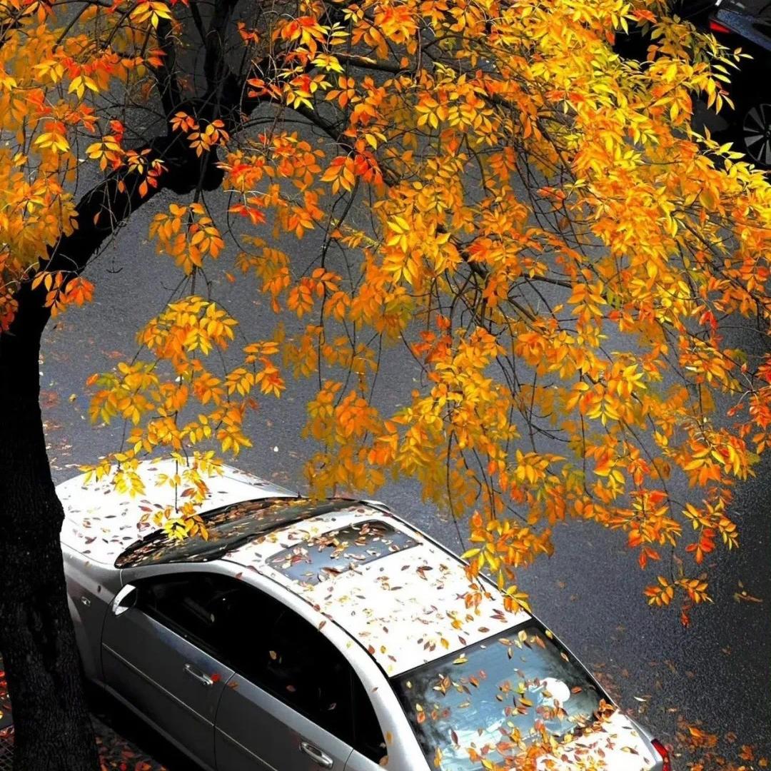 爱你（翻自 徐俊雅）