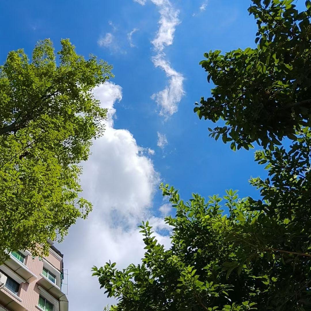 夏荷上蜻蜓邂逅江南雨封面
