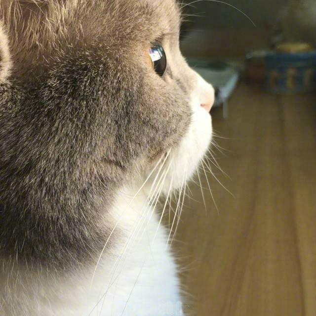 很man的海龟先生