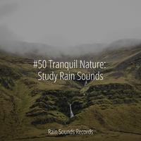 #50 Tranquil Nature: Study Rain Sounds