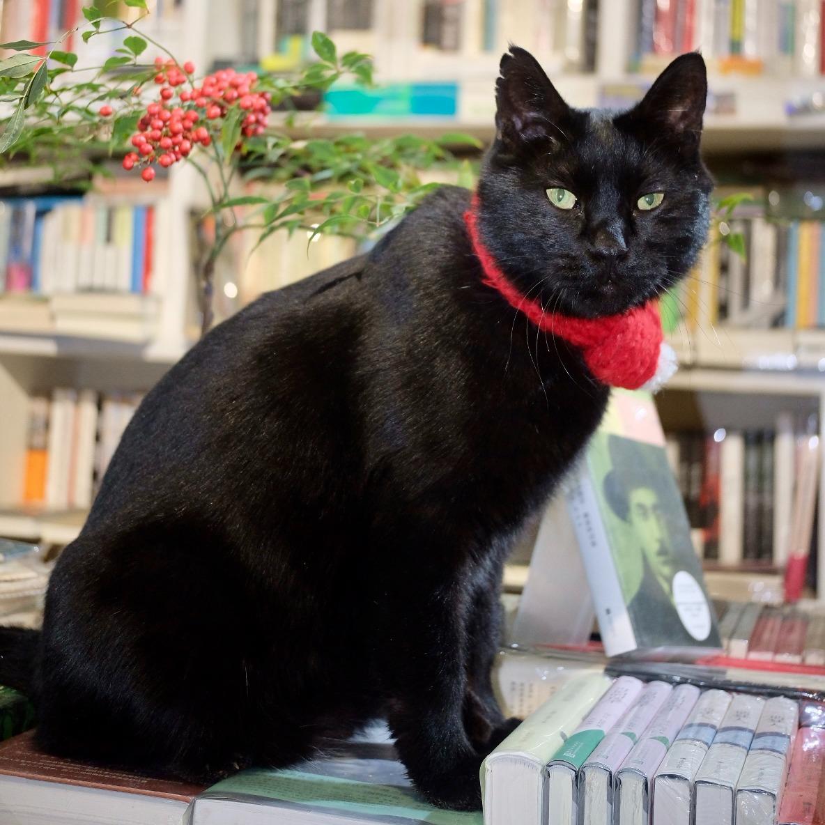 郑州目录书店歌单