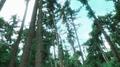 Pine Forest（松林）专辑