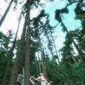Pine Forest（松林）专辑